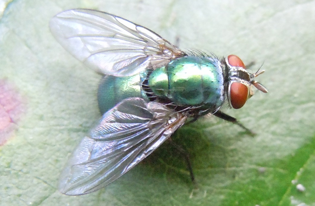 Lucilia  gruppo caesar femmina (Calliphoridae)